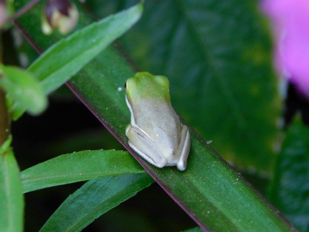 Herpetofauna Meaning: Reptiles and Amphibians Explained